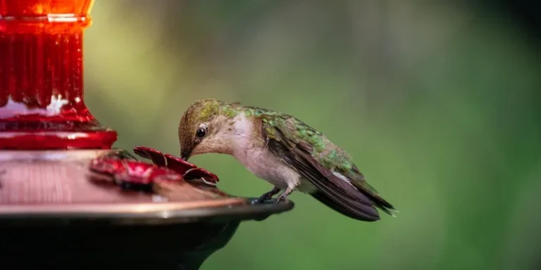 Ruby-throated hummingbird feeding from a vibrant red feeder outdoors