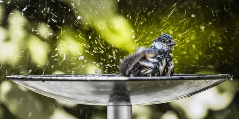 A lively bird splashes playfully in a sunlit fountain