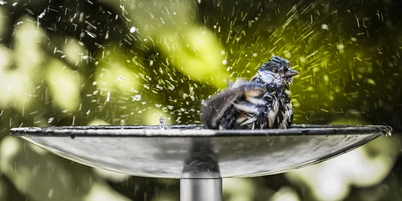 A lively bird splashes playfully in a sunlit fountain