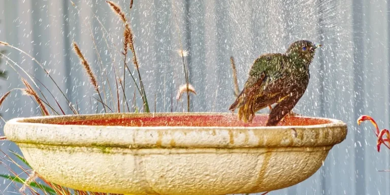 A vibrant bird enjoying a bath in a garden fountain with splashing water