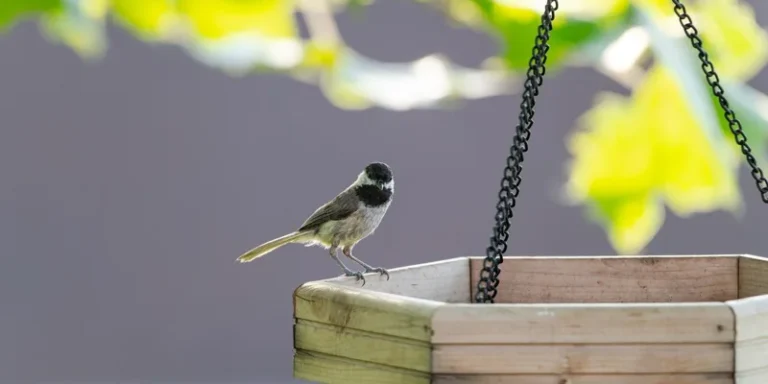 A chickadee rests on a hanging wooden bird feeder with vibrant green leaves in the background