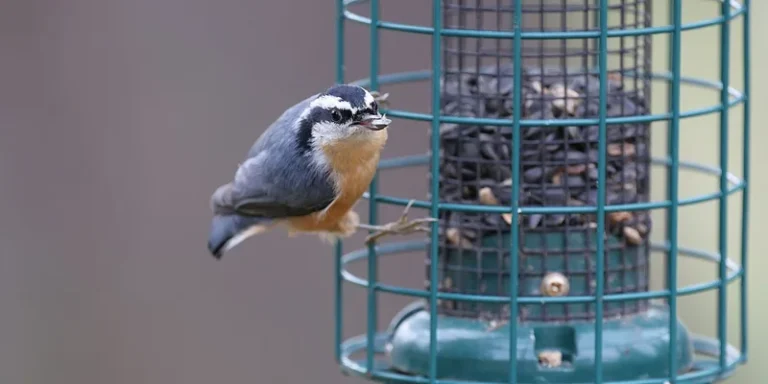 A nuthatch bird clings to a green bird feeder filled with seeds in a backyard setting