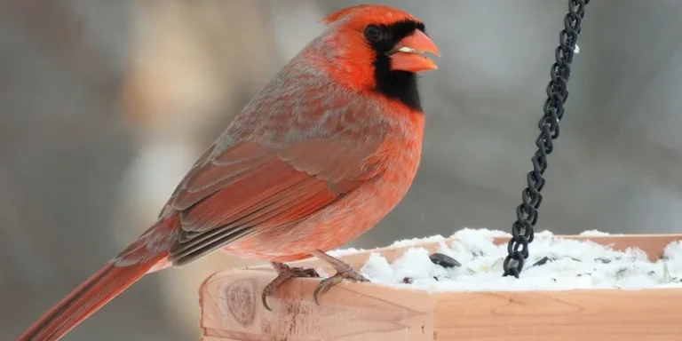 Bright Northern Cardinal perched on a snowy wooden bird feeder in winter setting