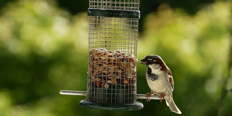 Sparrow perched on a bird feeder filled with seeds in a green garden setting, enjoying a sunny day
