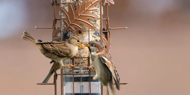 Two house sparrows sharing seeds at a bird feeder on a clear day