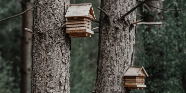 Two wooden birdhouses attached to tree trunks in a quiet forest setting