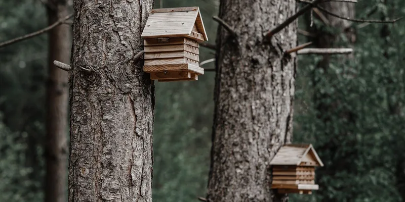 Two wooden birdhouses attached to tree trunks in a quiet forest setting