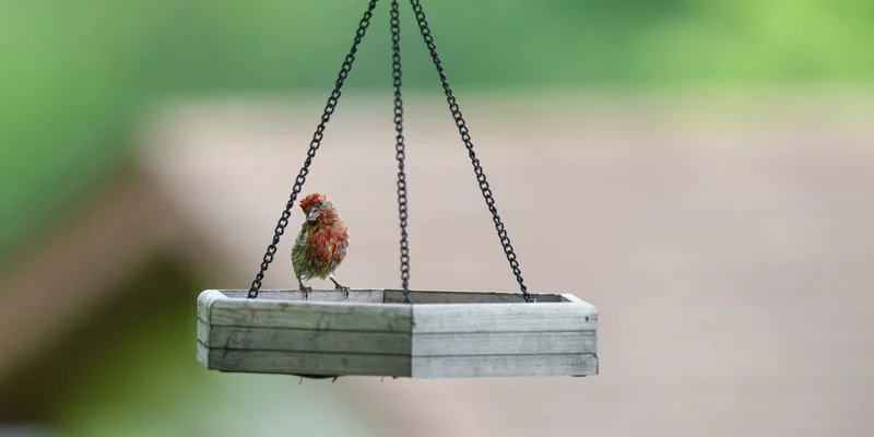 A vibrant finch perched on a wooden bird feeder against a blurred green background