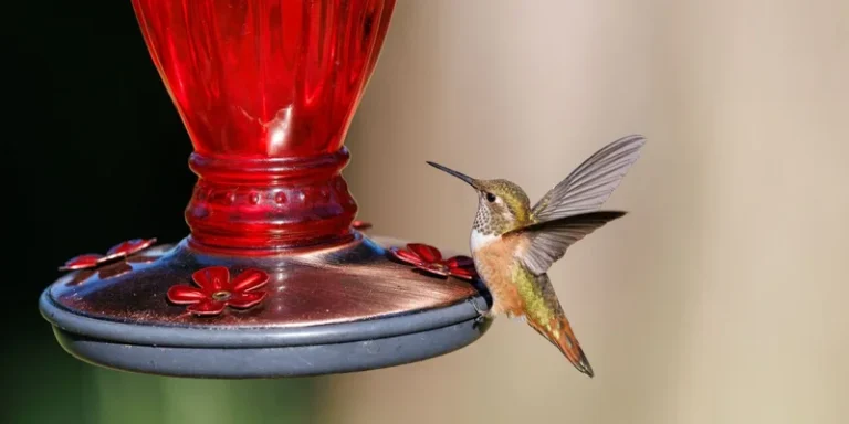A hummingbird drinks nectar from a vibrant red feeder, captured in detail