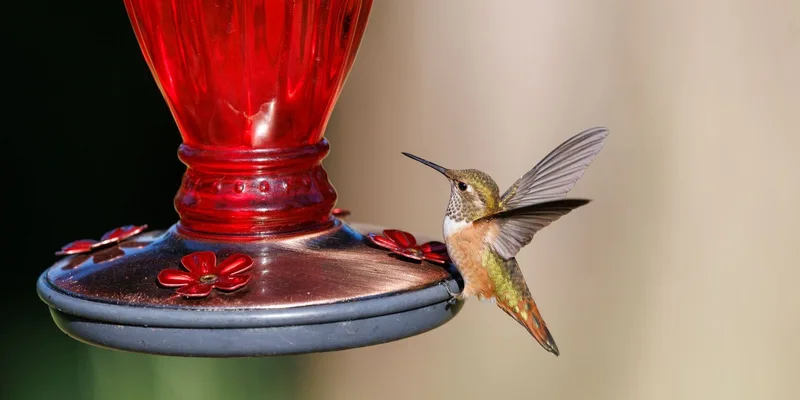A hummingbird drinks nectar from a vibrant red feeder, captured in detail