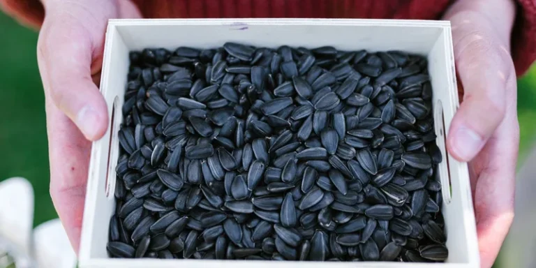 Detailed close-up image showcasing a pile of sunflower seeds