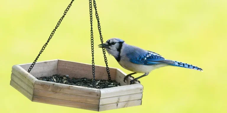 A close-up of a Blue Jay bird feeding on seeds from a wooden bird feeder outdoors