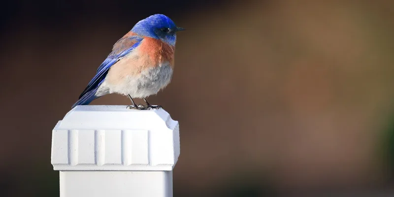 A vibrant eastern bluebird perched on a white post showcasing its colorful plumage against a blurred background