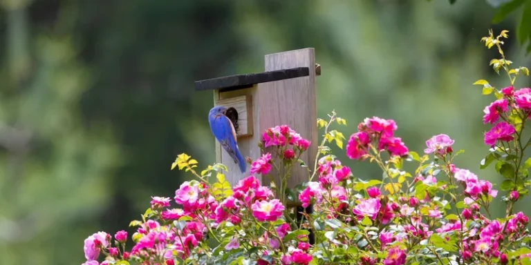 A bluebird perched on a birdhouse amidst blooming pink roses in Southborough, MA