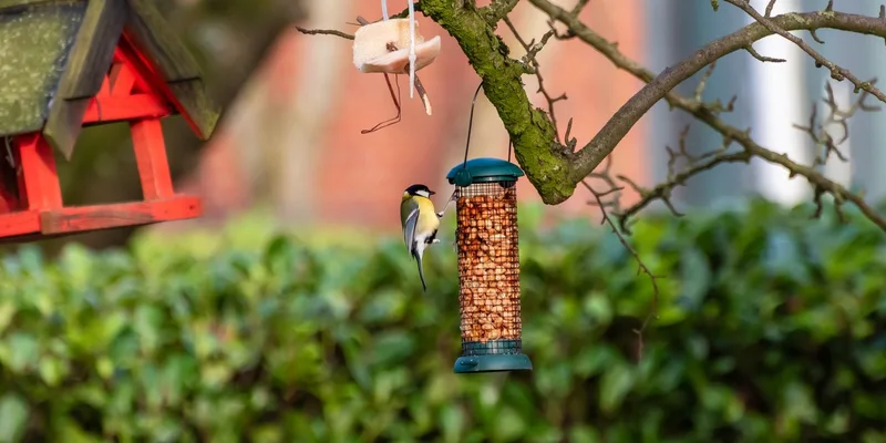 A small bird perches on a peanut feeder hanging from a tree, near a red birdhouse
