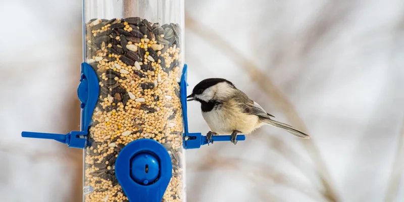 Close-up of a chickadee feeding on seeds at a blue bird feeder during winter in Pittsburgh, PA
