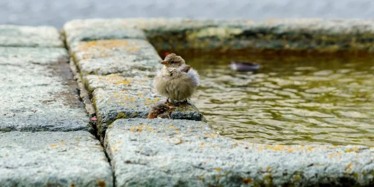 A sparrow perched on weathered stone by a calm water surface
