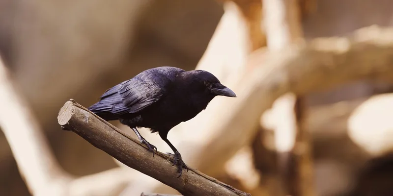 A black crow perched on a tree branch, captured in vivid detail in its natural habitat