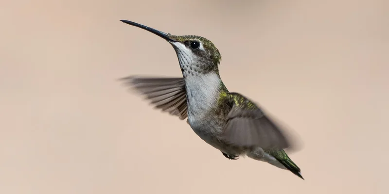 Stunning photograph of a hummingbird hovering