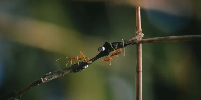 Detailed macro shot of ants navigating a wooden branch in a tropical outdoor setting