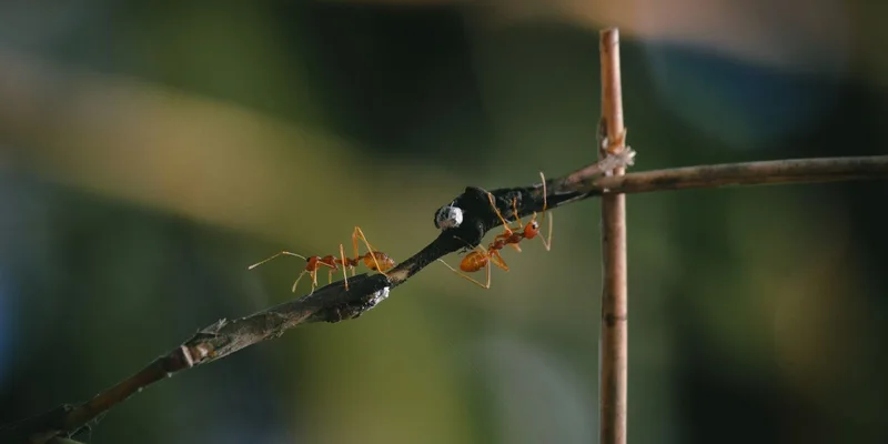 Detailed macro shot of ants navigating a wooden branch in a tropical outdoor setting