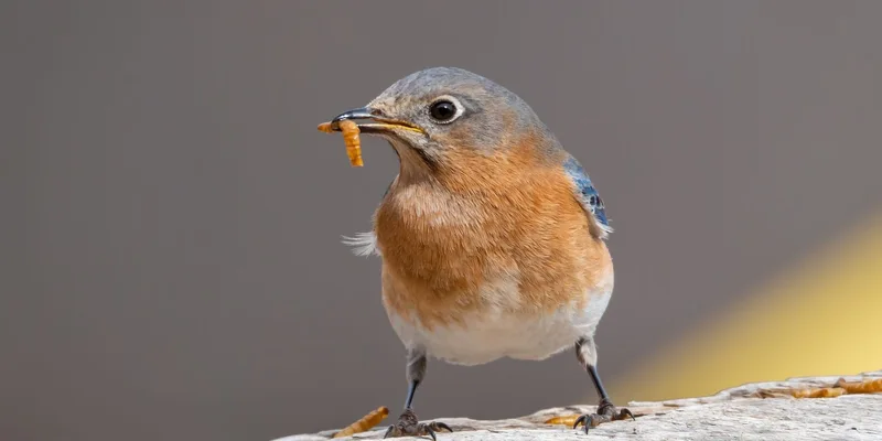 Detailed close-up of an Eastern Bluebird holding a mealworm in its beak