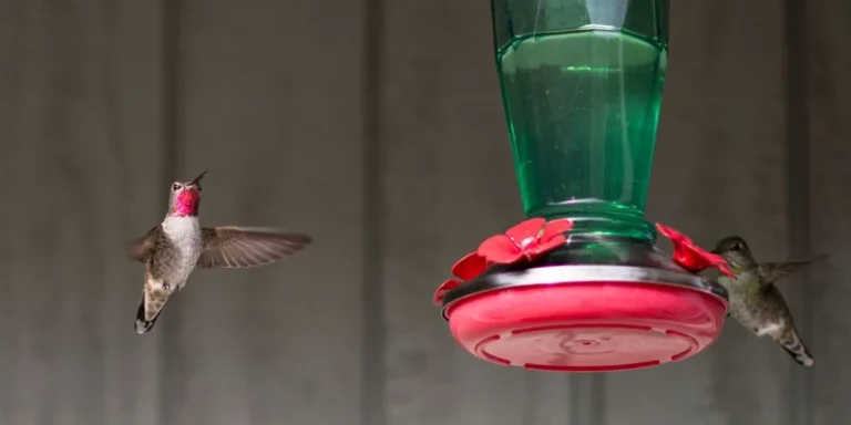 Anna's hummingbirds captured in mid-flight while feeding on nectar outdoors