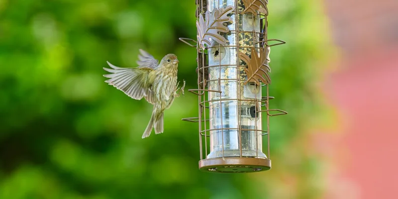 A finch gracefully hovers by a bird feeder in a lush garden setting