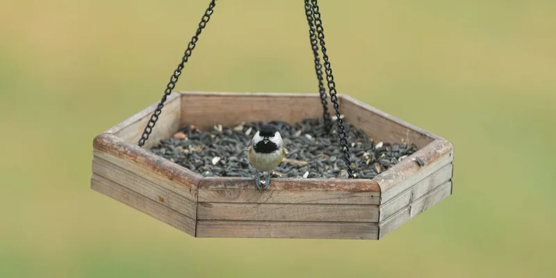 A chickadee perched on a wooden bird feeder filled with seeds outdoors