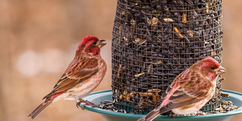 Purple finches feeding on seeds at a bird feeder with a blurred background