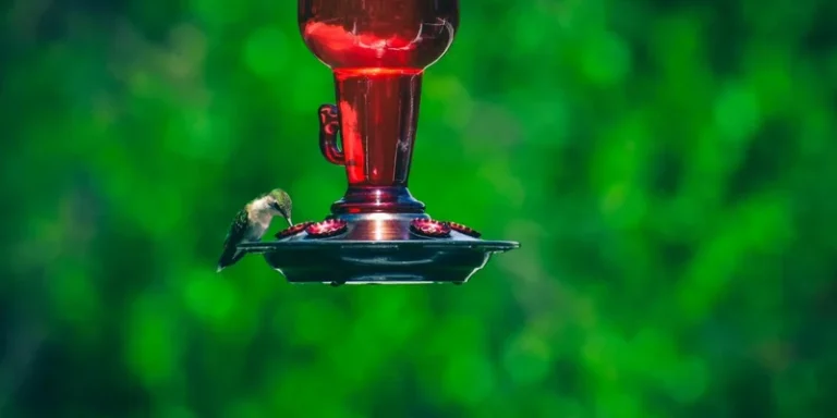 A hummingbird feeds at a red nectar feeder against a lush green background