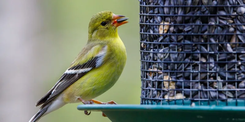 Close-up of an American Goldfinch perched on a bird feeder