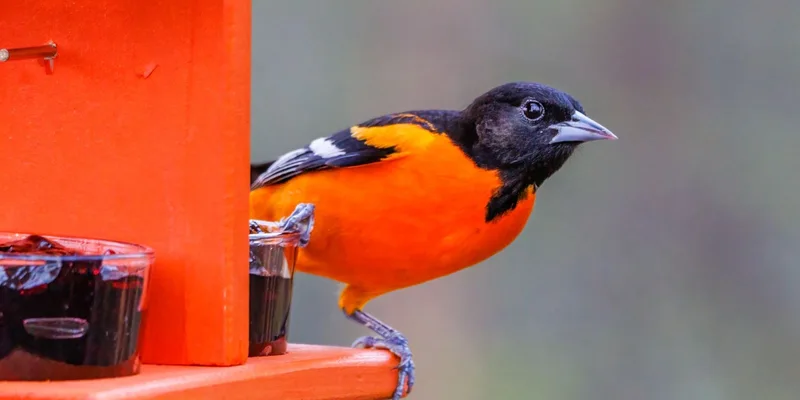Close-up of a vibrant Baltimore Oriole perched on a bird feeder