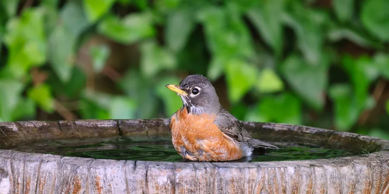 A close-up shot of an American Robin enjoying a bath in a rustic garden bird bath