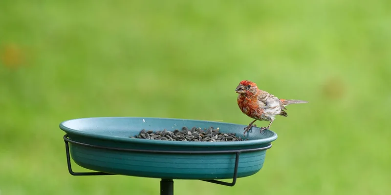 A colorful finch perches on a seed feeder, enjoying sunflower seeds in a lush green garden
