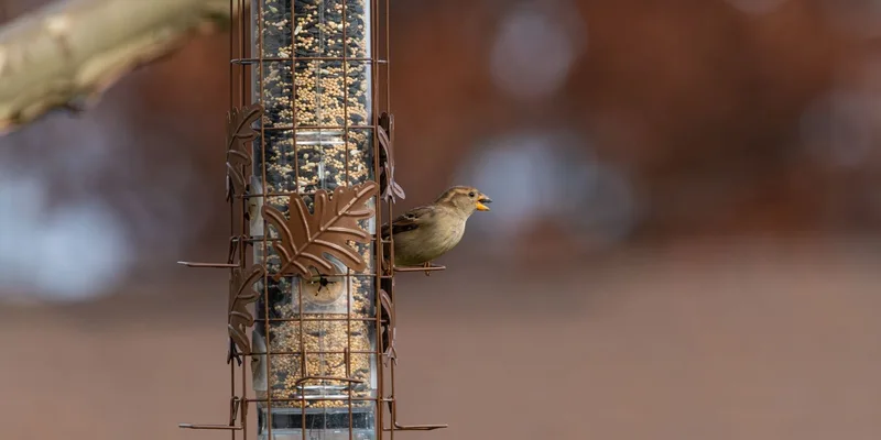 A house sparrow eating seeds from a feeder with autumn background in Canonsburg