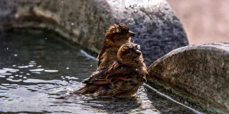 Two sparrows enjoying a refreshing bath in a shallow stone birdbath