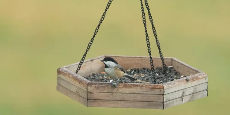A chickadee perched on a wooden bird feeder filled with seeds outdoors