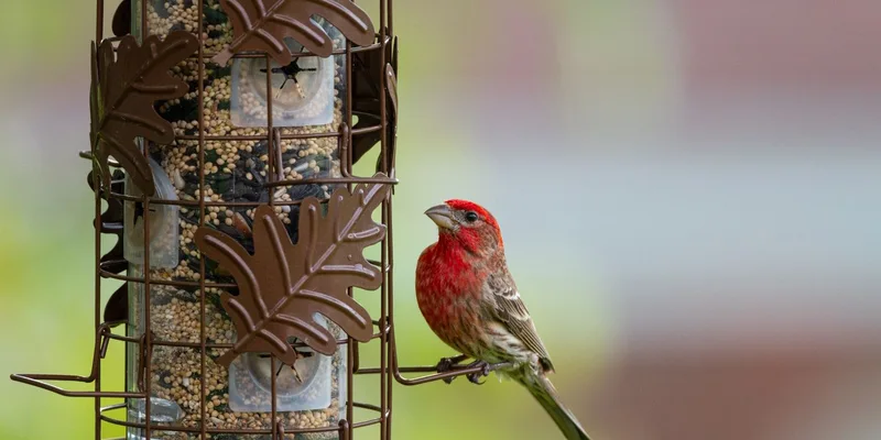 A vibrant male House Finch clings to a decorative bird feeder filled with seeds