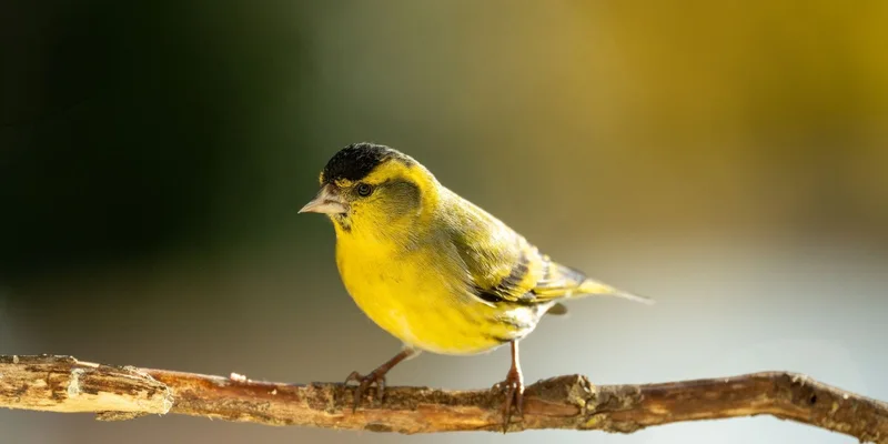 Close-up of a vibrant yellow songbird sitting on a branch with a blurred natural background