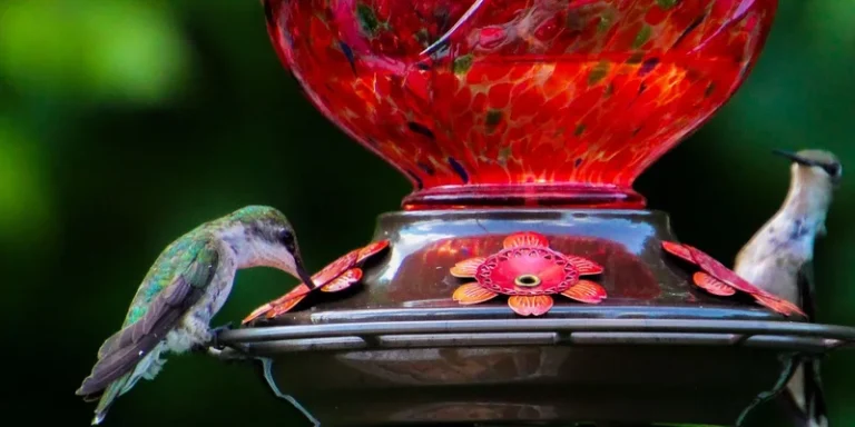 Two hummingbirds at a colorful red glass feeder in a lush green setting
