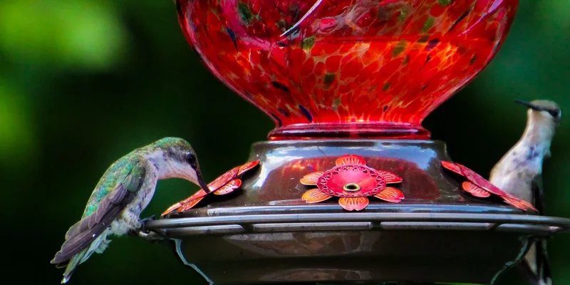 Two hummingbirds at a colorful red glass feeder in a lush green setting