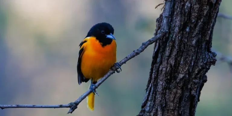 A vibrant Baltimore Oriole bird perched on a tree branch
