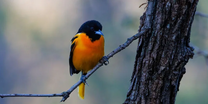 A vibrant Baltimore Oriole bird perched on a tree branch