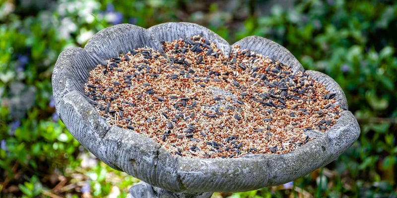 A stone birdbath filled with various seeds outdoors in Saint Charles, MO