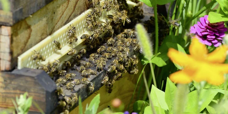 Close-up of honey bees on a hive entrance surrounded by colorful garden flowers