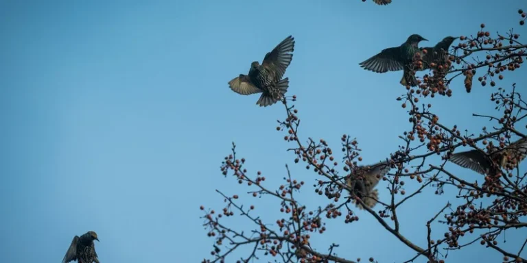 A flock of starlings perched on berry-laden branches against a clear blue sky