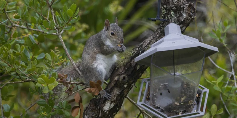 A curious squirrel hangs upside down while feeding from a wooden bird feeder