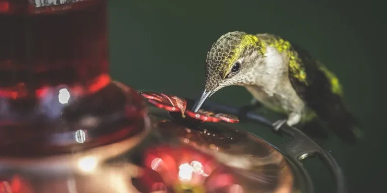 Stunning close-up of a Ruby-throated hummingbird sipping nectar from a feeder