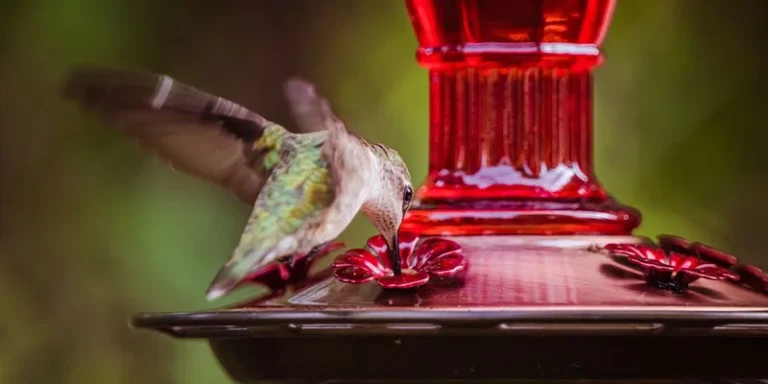Close-up of a hummingbird feeding at a bright red bird feeder outdoors